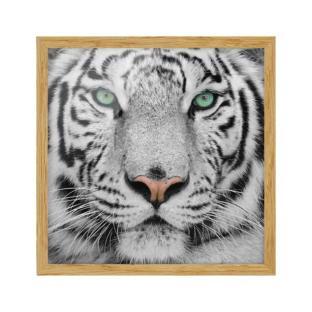 Poster con cornice - White Tiger - Quadrato 1:1