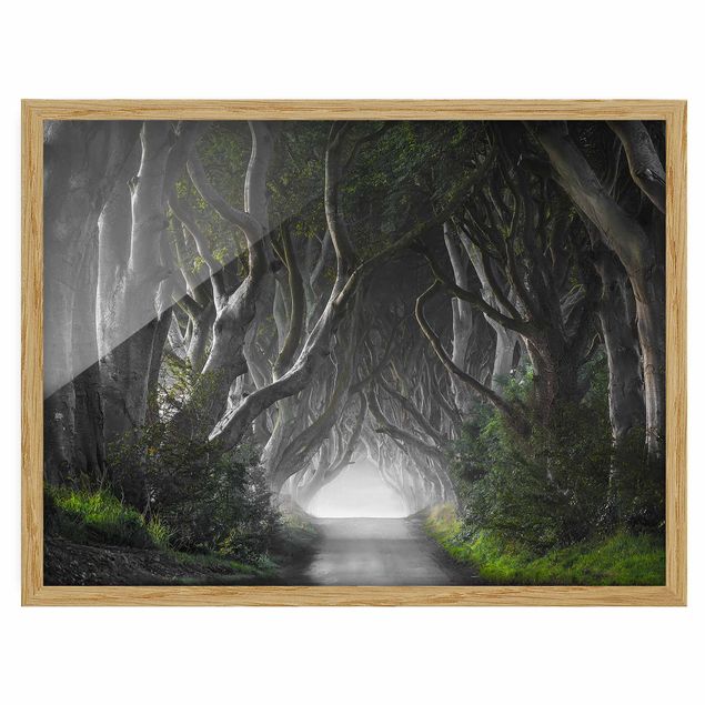 Poster con cornice - Forest In Northern Ireland - Orizzontale 3:4
