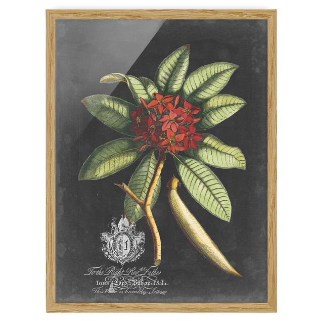Poster con cornice - Vintage Royales Foliage On Black III - Verticale 4:3