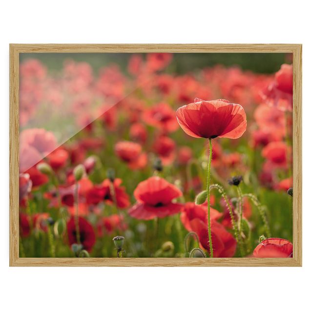 Poster con cornice - Poppy Field In Sunlight - Orizzontale 3:4