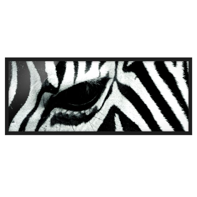 Poster con cornice - Zebra - Panorama formato orizzontale