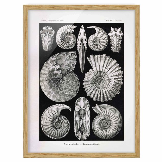 Poster con cornice - Fossili bordo Vintage Bianco e nero - Verticale 4:3