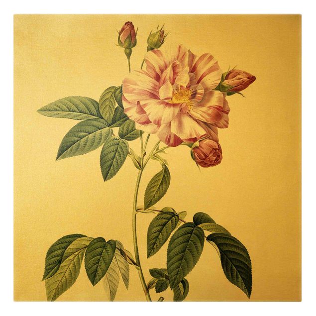 Stampe su tela Pierre Joseph Redoute - Rosa gallica rosa