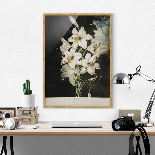 Poster con cornice - Botanica illustrazione d'epoca White Lily - Verticale 4:3
