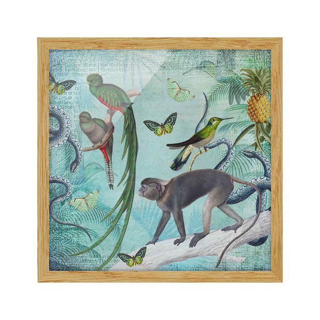 Poster con cornice - Coloniale Collage - Scimmie e uccelli del paradiso - Quadrato 1:1