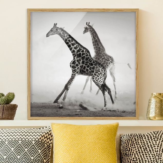 stampe animali Giraffe a caccia