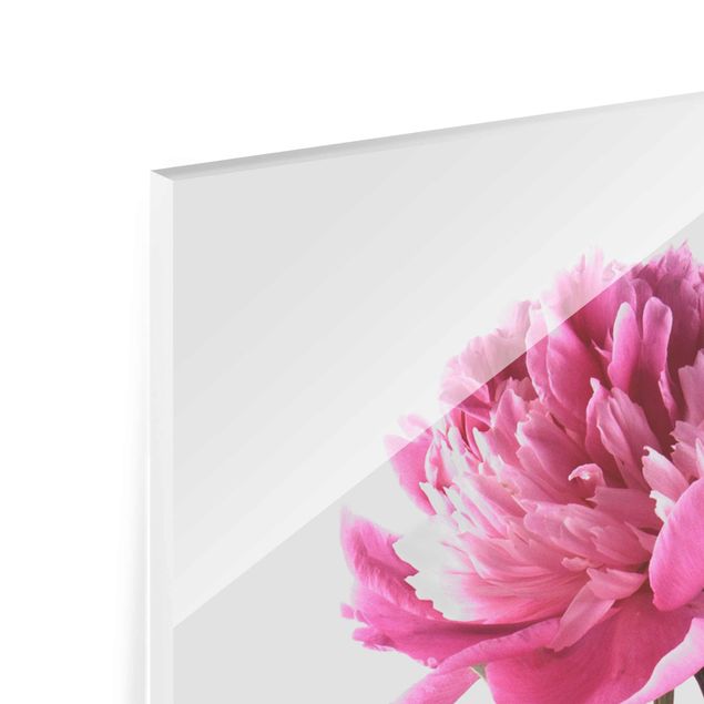 Quadro in vetro - Blooming Peony rosa su fondo bianco - Verticale 4:3