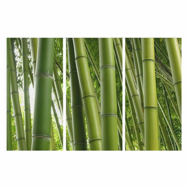 Stampe su tela Alberi di bambù