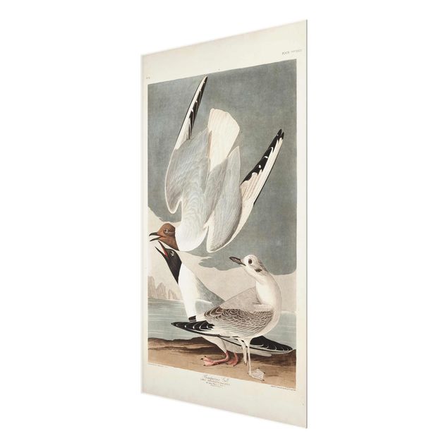 Quadro in vetro - Vintage Consiglio Bonaparte Gull - Verticale 3:2