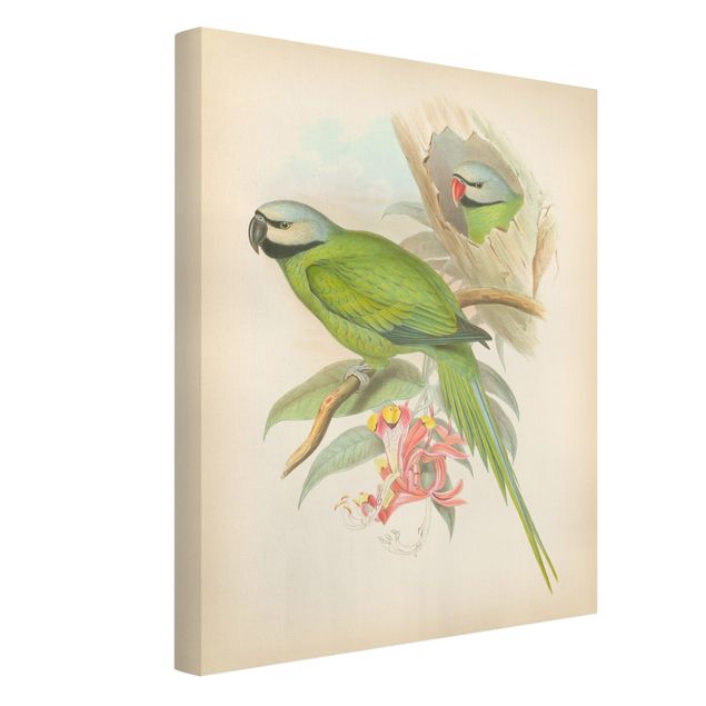 Riproduzione quadri su tela Illustrazione vintage Uccelli tropicali II