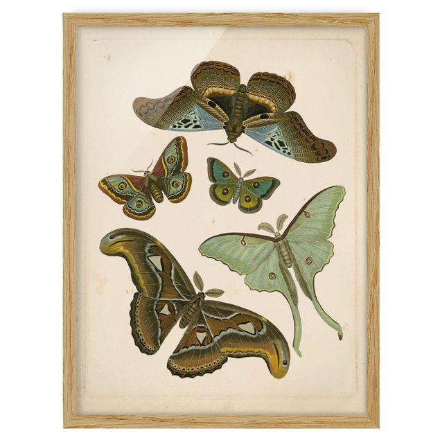 Poster con cornice - Vintage Illustrazione di farfalle esotiche II - Verticale 4:3