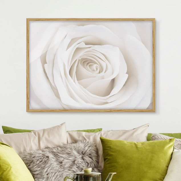 Poster con cornice - Pretty White Rose - Orizzontale 3:4