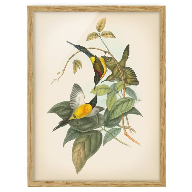 Poster con cornice - Illustrazione Vintage Tropical Birds IV - Verticale 4:3