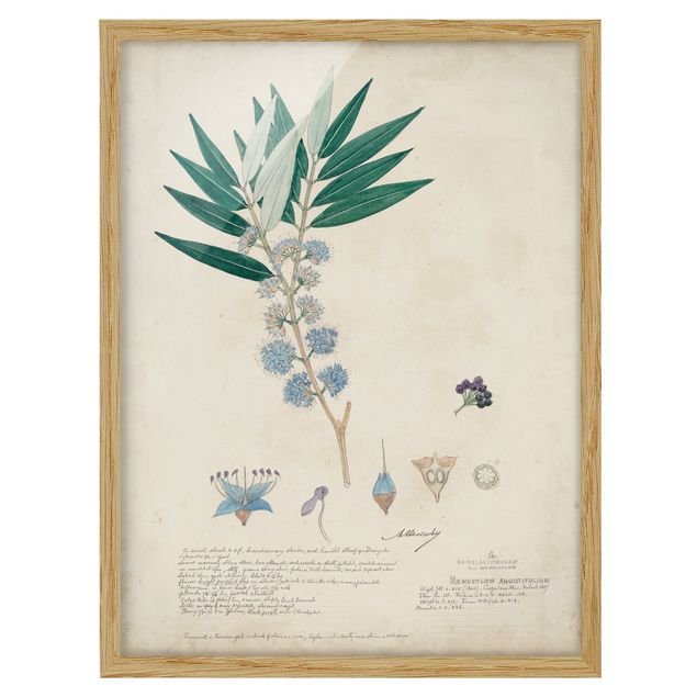 Poster con cornice - Melastomataceae - Angustifolium - Verticale 4:3