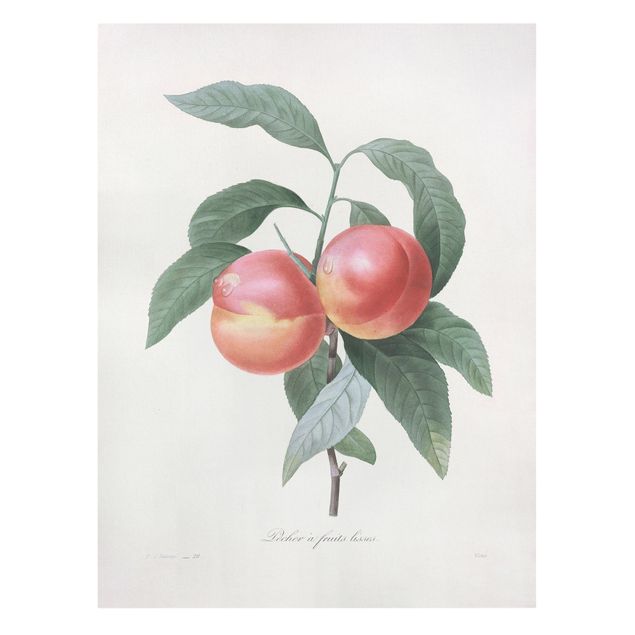 Stampa su tela - Botanica illustrazione d'epoca Peach - Verticale 4:3