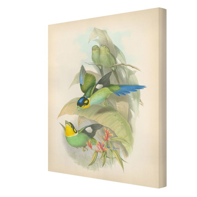 Quadri su tela Illustrazione vintage Uccelli tropicali