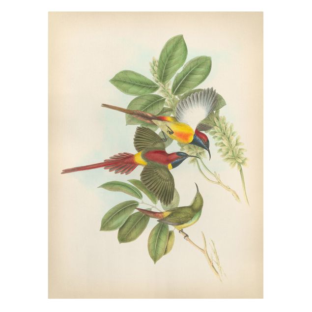Tele vintage Illustrazione vintage Uccelli tropicali III