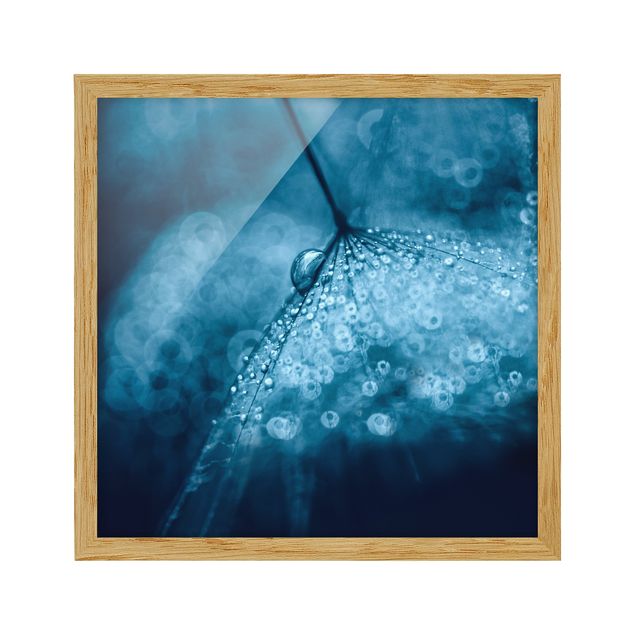 Poster con cornice - Blu dente di leone sotto la pioggia