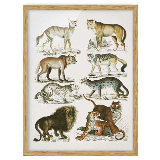 Poster con cornice - Vintage Consiglio leone, tigre e Jackal - Verticale 4:3