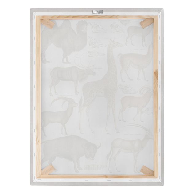 Stampa su tela - Vintage Consiglio giraffa, cammello e Llama - Verticale 4:3