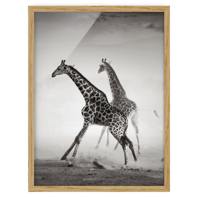Poster con cornice - Giraffe Hunting - Verticale 4:3