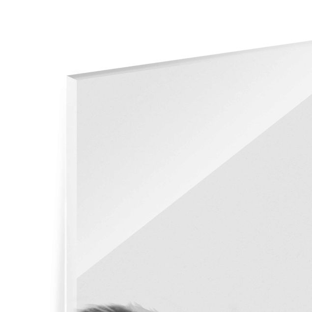 Quadro in vetro - Illustrazione pittura Cane Border Collie Bianco e nero - Verticale 4:3