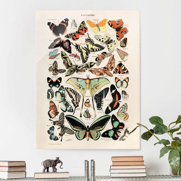 quadri con animali Bacheca vintage farfalle e falene