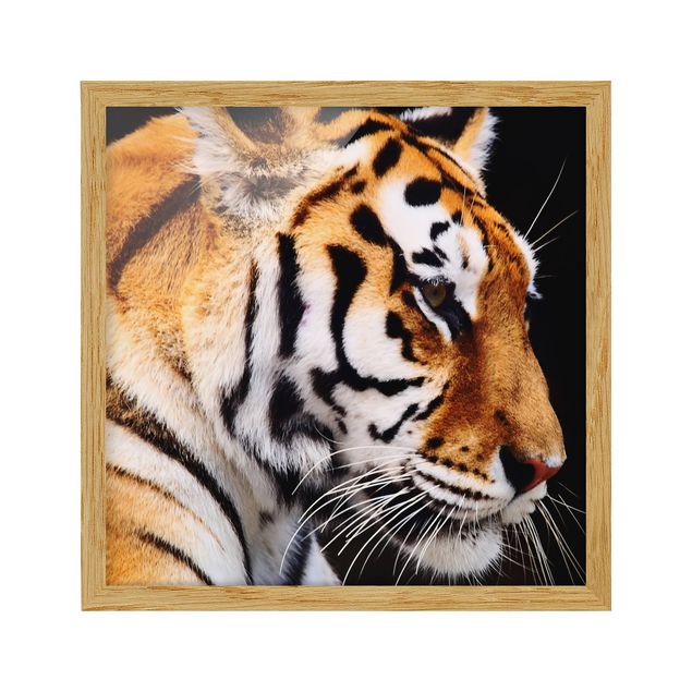 Poster con cornice - Tiger Beauty - Quadrato 1:1