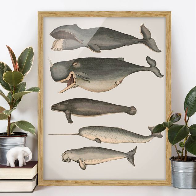stampe animali Cinque balene vintage