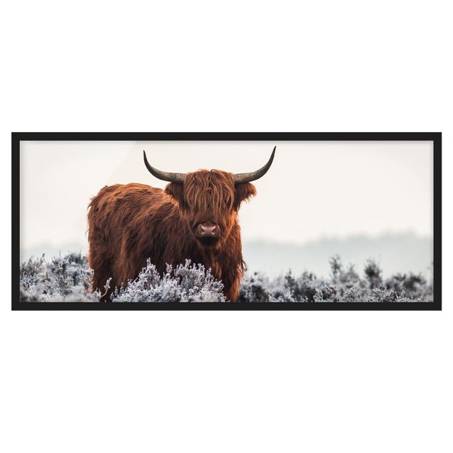 Poster con cornice - Bisonte Nelle Highlands - Panorama formato orizzontale