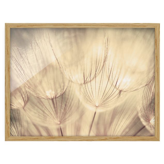 Poster con cornice - Dandelions Close-Up In Sepia Tones Homely - Orizzontale 3:4