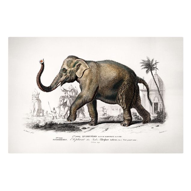Quadri su tela animali Bacheca vintage Elefante