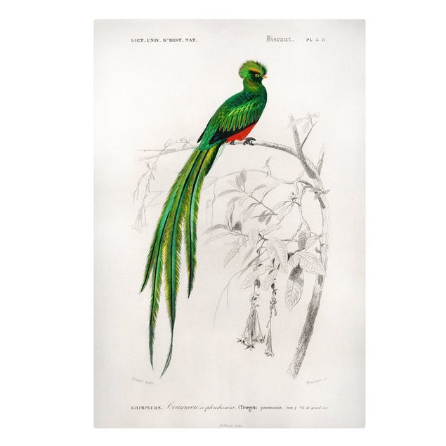 Quadro su tela animali Bacheca Vintage Uccelli tropicali I