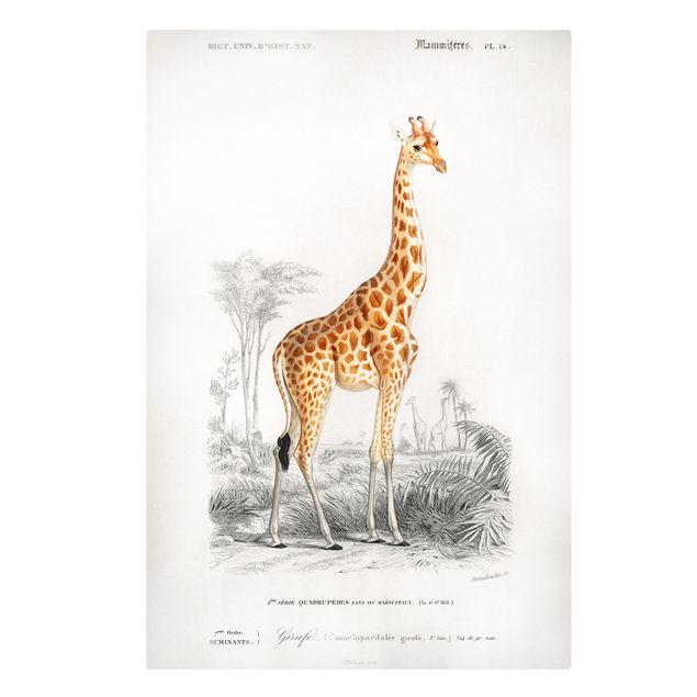 Stampe su tela Bacheca vintage Giraffa