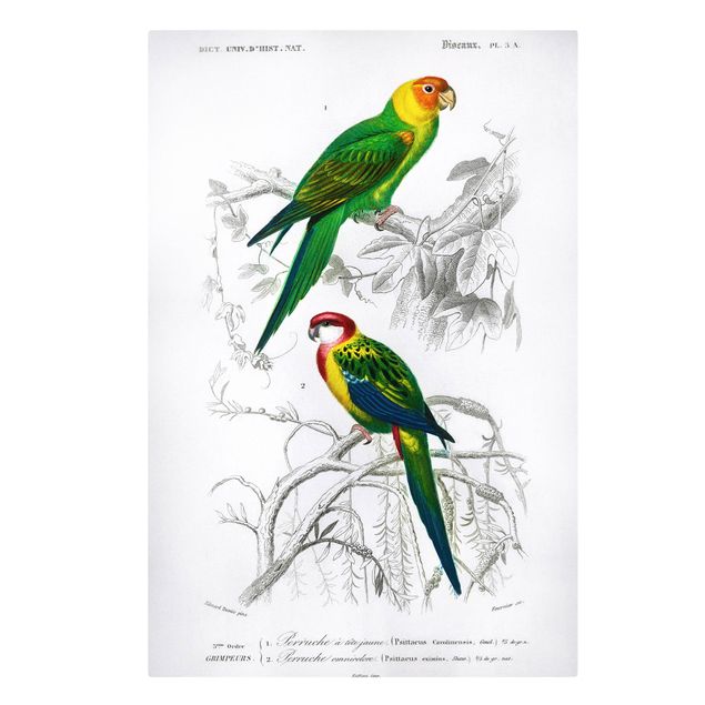 Quadro su tela animali Bacheca vintage Due pappagalli verde rosso