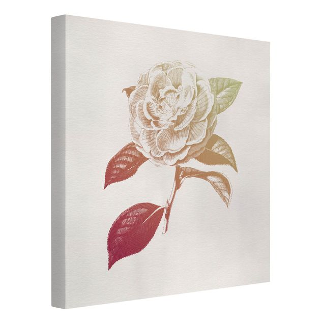 Stampe su tela Botanica moderna vintage - Rosa Rosso Verde