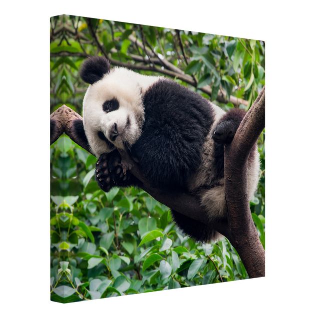 Quadri su tela paesaggio Panda addormentato sul ramo di un albero