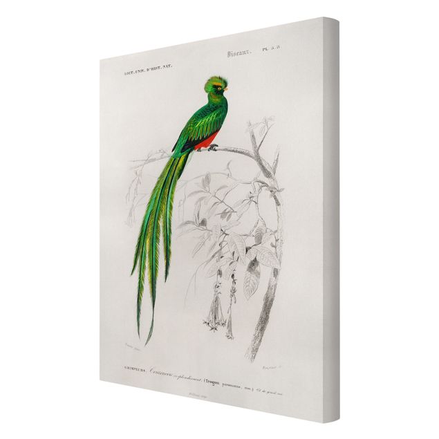 Stampa su tela Bacheca Vintage Uccelli tropicali I