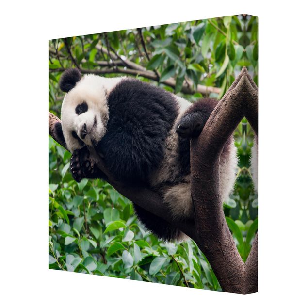 Stampe su tela Panda addormentato sul ramo di un albero