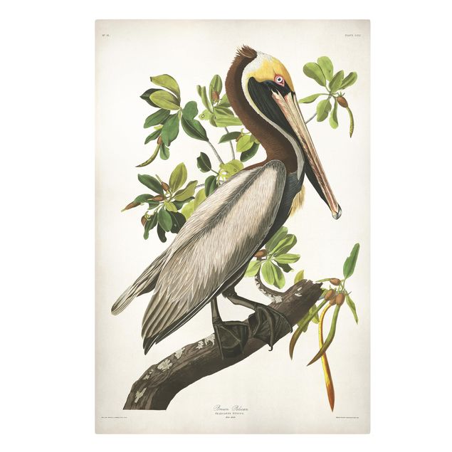 Stampa su tela Bacheca vintage Brown Pelican