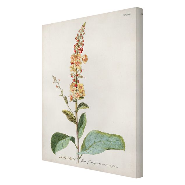 Stampa su tela - Vintage botanica Verbasco - Verticale 3:2
