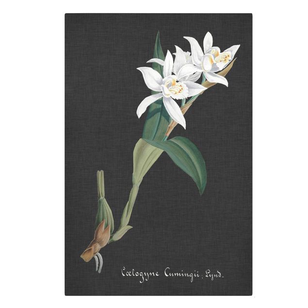 Stampa su tela - White Orchid su lino II - Verticale 3:2