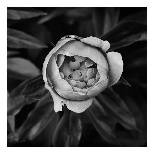 Stampa su tela Fiore di peonia bianco Foglie anteriori nere