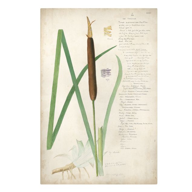 Stampa su tela - Vintage Botanica Disegno Erbe II - Verticale 3:2