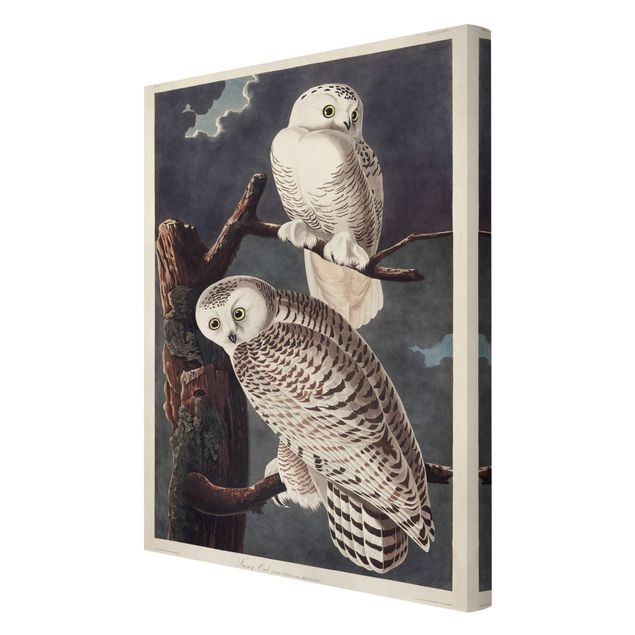 Stampa su tela - Vintage Consiglio Snow Owl - Verticale 3:2