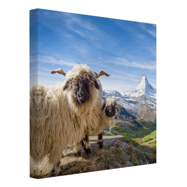 Riproduzioni su tela Pecore dal naso nero di Zermatt