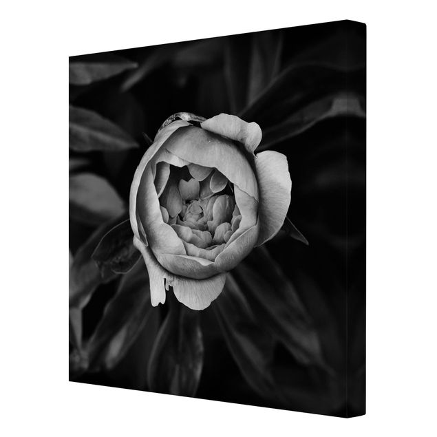 Quadri su tela - Peony fiore Bianco Nero frontale Foglie