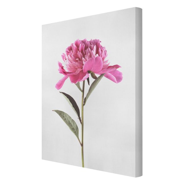 Quadri su tela - La fioritura rosa peonia su fondo bianco