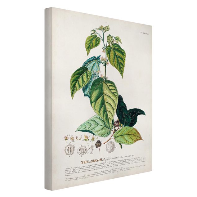 Stampa su tela - Vintage botanica cacao - Verticale 3:2