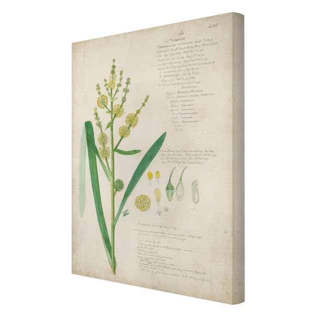 Stampa su tela - Vintage Botanica Disegno Erbe IV - Verticale 3:2